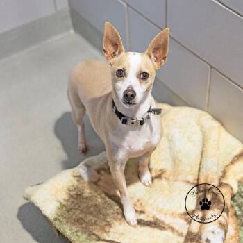 Colby -  Rat Terrier and Mixed Breed Dog for Adoption in Portland, Oregon - Colby | PetCurious