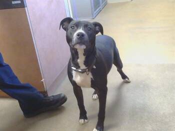 Pit Bull Terrier and Mixed Breed Dogs Available for Adoption - ZEUS | PetCurious