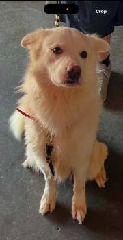 Buddie -  Australian Shepherd and Golden Retriever Dog for Adoption in Hillside, Illinois - Buddie | PetCurious