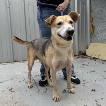 Rescue Shepherd and Mixed Breed Dogs for Adoption in South Houston, Texas - Mr. Boom Bastic | PetCurious
