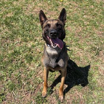 Belgian Shepherd Malinois Dogs Available for Adoption in Syracuse, New York - Jethro | PetCurious