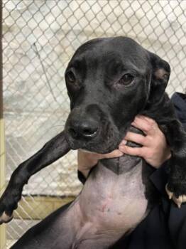 Rescue Pit Bull Terrier Dogs for Adoption in Woodland, California - FLOWER | PetCurious