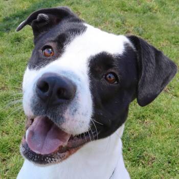 Rescue Pit Bull Terrier Dogs for Adoption in Clovis, California - Dinah | PetCurious