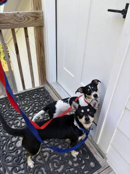 Chihuahua Dogs Available for Adoption in Ball Ground, Georgia - Honey | PetCurious