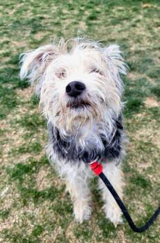 Terrier Dogs Available for Adoption in Pocatello, Idaho - Teddy | PetCurious