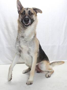 German Shepherd Dog Dogs Available for Adoption in Burbank, California - SKIP | PetCurious