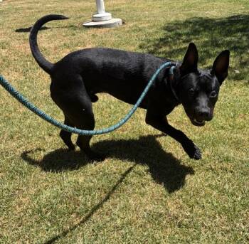 Jett -  Pit Bull Terrier and Australian Kelpie Dog for Adoption in Oakland, California - Jett | PetCurious