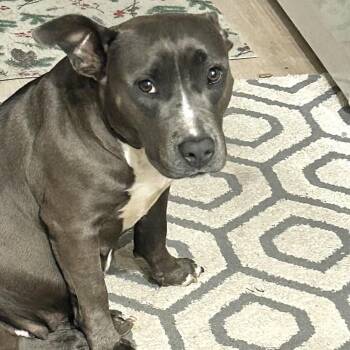 Miss Honey (Reduced Rover) -  Pit Bull Terrier Dog for Adoption in Abbotsford, British Columbia - Miss Honey (Reduced Rover) | PetCurious