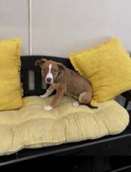 Sunny -  Terrier and Shepherd Dog for Adoption in Cashiers, North Carolina - Sunny | PetCurious