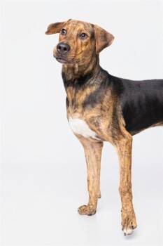 BODHI -  Plott Hound Dog for Adoption in Doral, Florida - BODHI | PetCurious