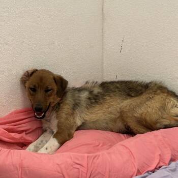 Shepherd and Mixed Breed Dogs Available for Adoption in Flagstaff, Arizona - Ivy | PetCurious