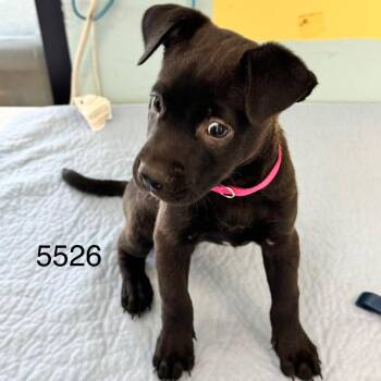 Starling -  Black Labrador Retriever and Pit Bull Terrier Dog for Adoption in Chico, California - Starling | PetCurious