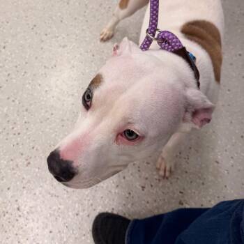 Tater -  Mixed Breed Dog for Adoption in Indianapolis, Indiana - Tater | PetCurious