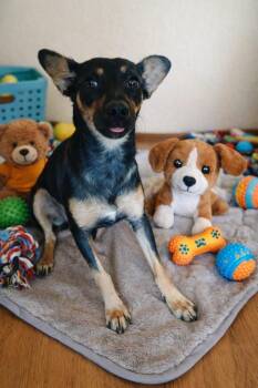 Chihuahua Dogs Available for Adoption - Jade | PetCurious