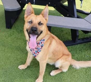 Horus (Lucifer) -  Mixed Breed Dog for Adoption in Athens, Georgia - Horus (Lucifer) | PetCurious