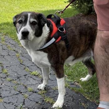 Brin -  Saint Bernard Dog for Adoption in Naperville, Illinois - Brin | PetCurious