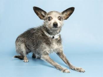 CRISPY -  Chihuahua and Mixed Breed Dog for Adoption in Phoenix, Arizona - CRISPY | PetCurious