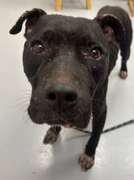 Rescue Terrier Dogs for Adoption in Hartsville, South Carolina - Batman | PetCurious