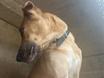 BRANDI -  Great Dane and Mixed Breed Dog for Adoption in Oklahoma City, Oklahoma - BRANDI | PetCurious