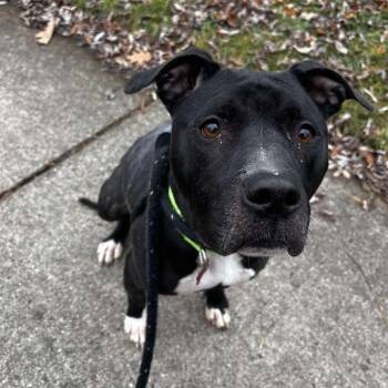 Rescue Pit Bull Terrier and Mixed Breed Dogs for Adoption in Detroit, Michigan - Dahlia | PetCurious