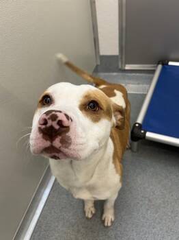 BUWORF -  Pit Bull Terrier Dog for Adoption in Indianapolis, Indiana - BUWORF | PetCurious