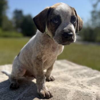 Buck -  Hound and Mixed Breed Dog for Adoption in Baton Rouge, Louisiana - Buck | PetCurious