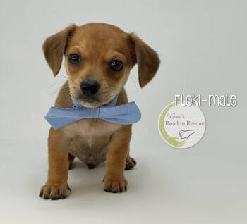 Yorkshire Terrier and Dachshund Dogs Available for Adoption in Benton, Louisiana - Floki | PetCurious