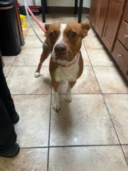 Rescue Mixed Breed Dogs for Adoption in Cincinnati, Ohio - Goop | PetCurious