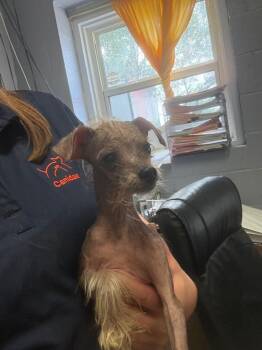 Chihuahua and Mixed Breed Dogs Available for Adoption in Brownwood, Texas - Archer | PetCurious