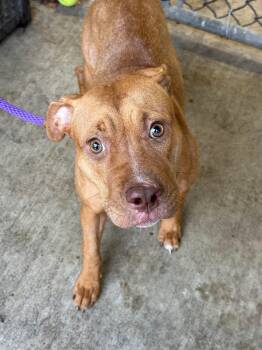 Garnet -  Pit Bull Terrier Dog for Adoption in Chicago, Illinois - Garnet | PetCurious