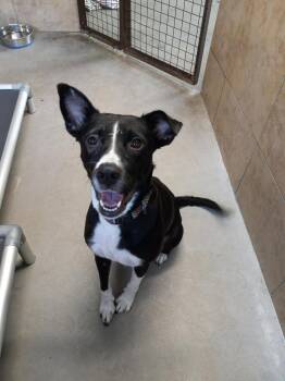 Marigold -  Border Collie Dog for Adoption in Phoenix, Arizona - Marigold | PetCurious