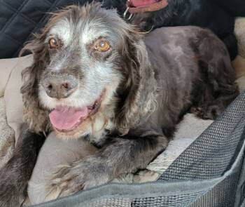 Rescue Cocker Spaniel Dogs for Adoption in Parker, Colorado - Trombone 25083 | PetCurious