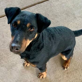 Terrier Dogs Available for Adoption in Thayne, Wyoming - Hazel | PetCurious