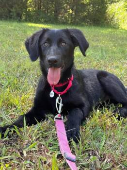 Lenya -  Terrier Dog for Adoption in Candler, North Carolina - Lenya | PetCurious