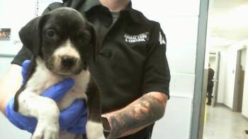 MARY -  Mixed Breed Dog for Adoption in Charlotte, North Carolina - MARY | PetCurious