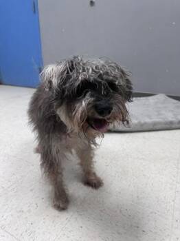 Schnauzer and Mixed Breed Dogs Available for Adoption - Roscoe | PetCurious