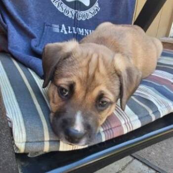Mixed Breed Dogs Available for Adoption in Belfair, Washington - Tex | PetCurious
