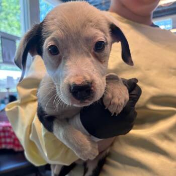 Mixed Breed Dogs Available for Adoption in Huntington, West Virginia - Jonni | PetCurious