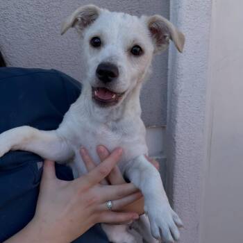 Chex mix -  Mixed Breed Dog for Adoption in Las Vegas, Nevada - Chex Mix | PetCurious