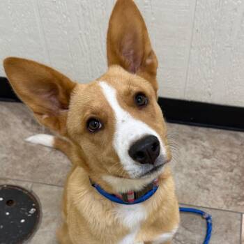 Molly -  Pointer and Mixed Breed Dog for Adoption in Tulsa, Oklahoma - Molly | PetCurious