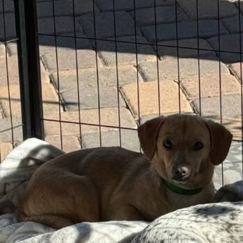 Rescue Cardigan Welsh Corgi and Chihuahua Dogs for Adoption in Phoenix, Arizona - DALE | PetCurious