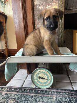 Australian Shepherd Dogs Available for Adoption - Heart Mercantile | PetCurious