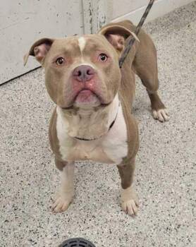 Valor -  Pit Bull Terrier and Mixed Breed Dog for Adoption in Kansas City, Missouri - Valor | PetCurious