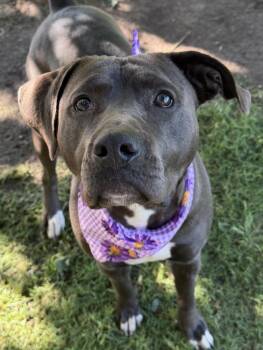 American Bulldog and Mixed Breed Dogs Available for Adoption in Tulsa, Oklahoma - TAMMY | PetCurious