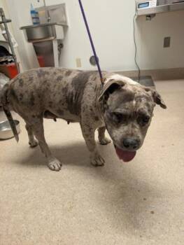 English Bulldog Dogs Available for Adoption in Thousand Oaks, California - Aunt Lucy | PetCurious