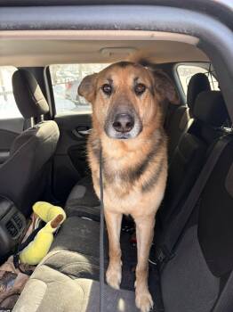 German Shepherd Dog Dogs Available for Adoption - JAGER -Fostered In RI!! | PetCurious