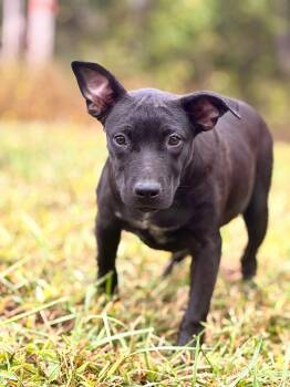 Hayden- Transport -  Labrador Retriever and Mixed Breed Dog for Adoption in Gradyville, Kentucky - Hayden- Transport | PetCurious