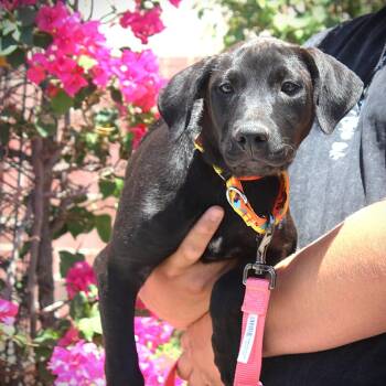 Rescue Labrador Retriever and American Staffordshire Terrier Dogs for Adoption in Gilbert, Arizona - Macon | PetCurious