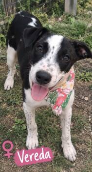 Vereda -  Pit Bull Terrier and Mixed Breed Dog for Adoption in Zimmerman, Minnesota - Vereda | PetCurious