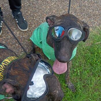 Rescue Boxer Dogs for Adoption in Kempner, Texas - Bugs | PetCurious